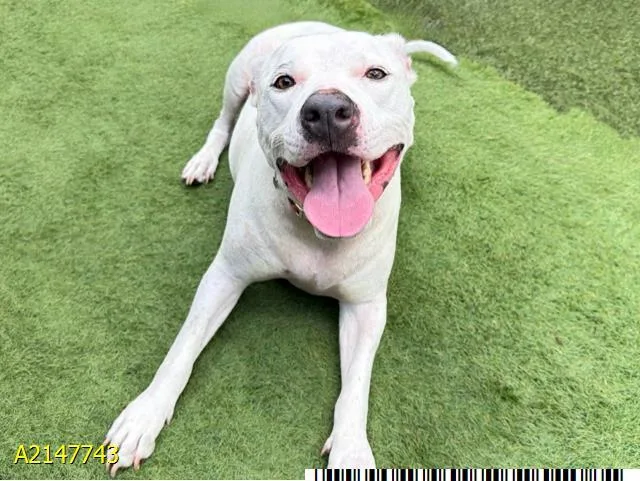 An adult medium-sized female Mixed Breed dog named Milani for adoption in West Palm Beach, FL