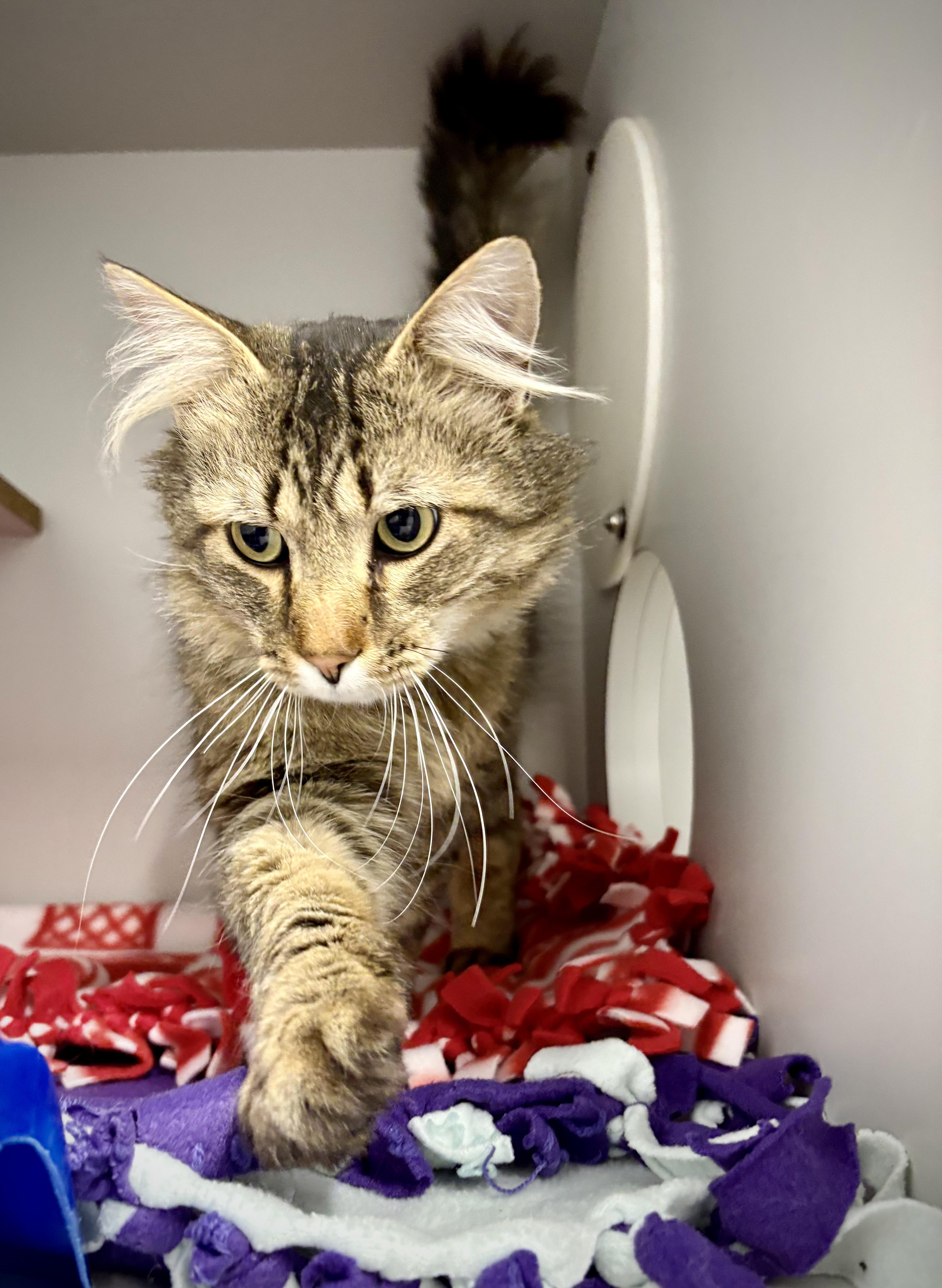 Tigger  At Petsmart