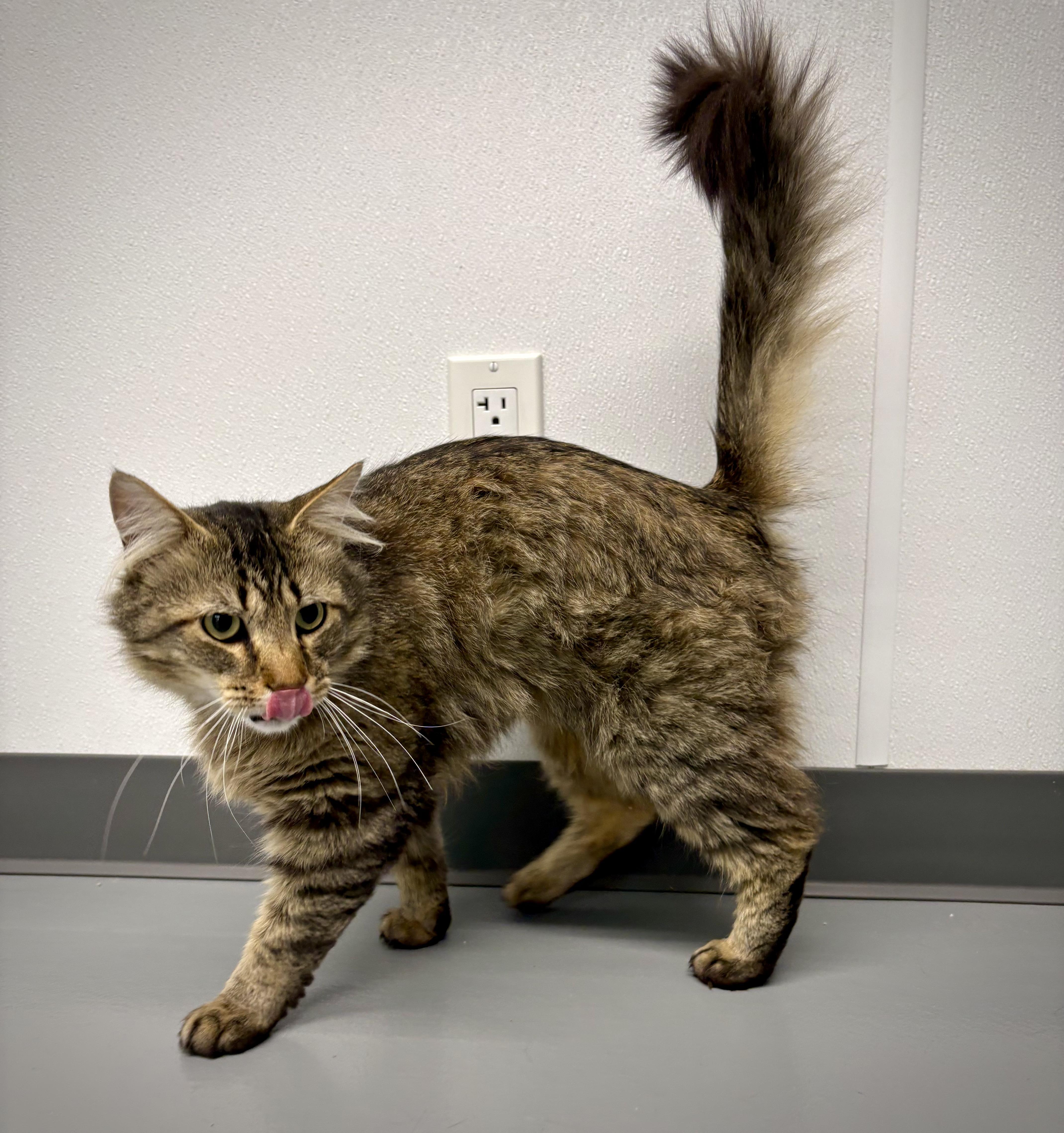 Tigger  At Petsmart thumbnail 2