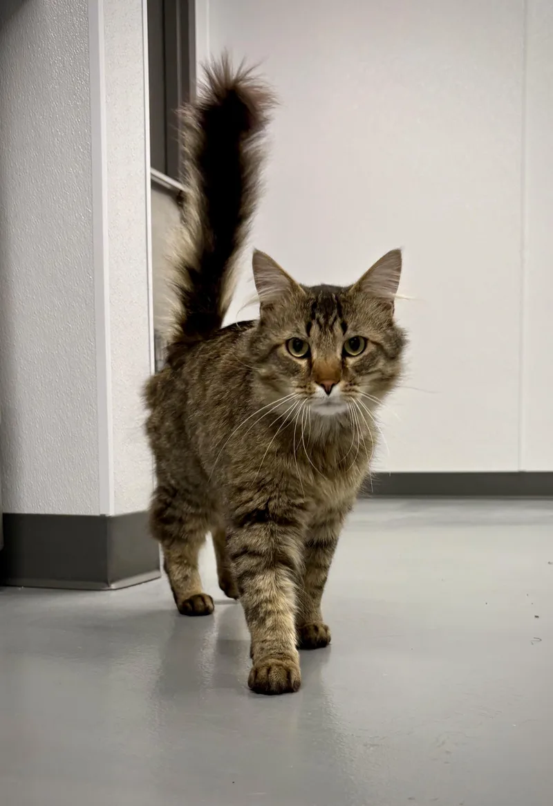 Tigger  At Petsmart thumbnail 4
