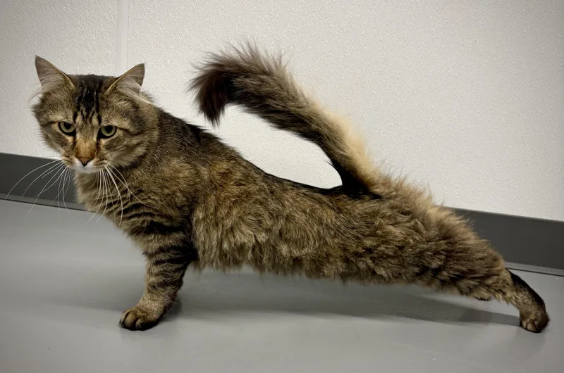 Tigger  At Petsmart thumbnail 5