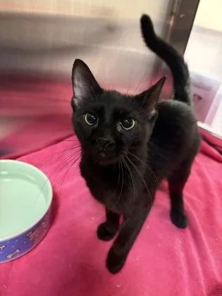 An adult small-sized male Domestic Short Hair cat named Waters for adoption in West Chester, PA