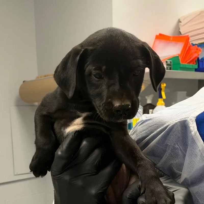 A baby small-sized male Mixed Breed dog named Loki for adoption in Greenville, SC
