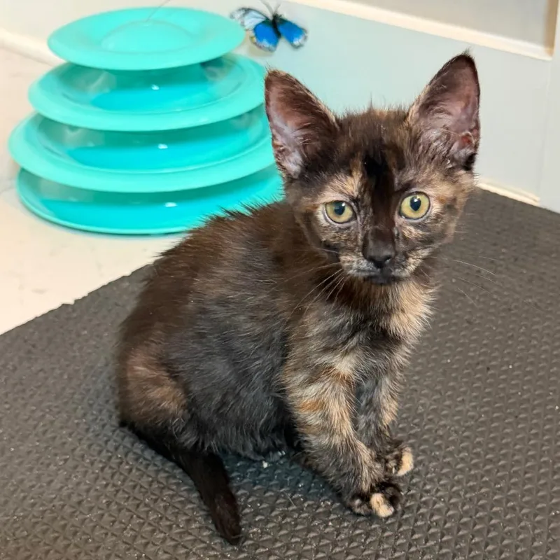 A baby small-sized female Tortoiseshell Domestic Short Hair cat named Morgan for adoption in Huntsville, AL