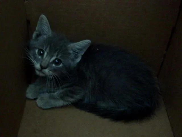 A baby medium-sized male Domestic Short Hair cat named Poppi for adoption in Dallas, TX