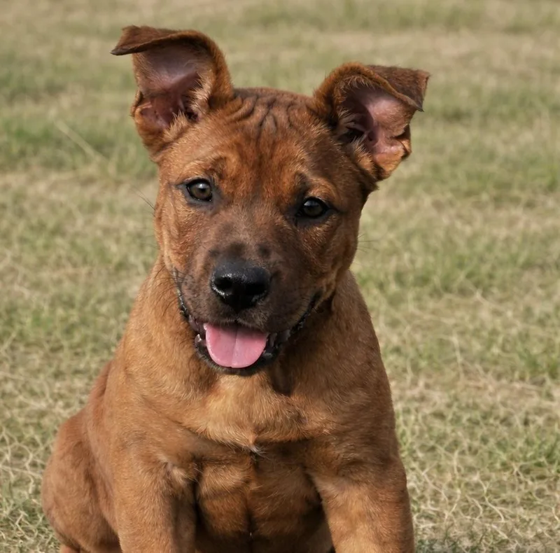 Sirus  Maple’s Litter thumbnail 2