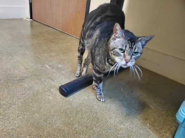 A senior small-sized female Domestic Short Hair cat named Miss Daisy for adoption in Oceanside, CA