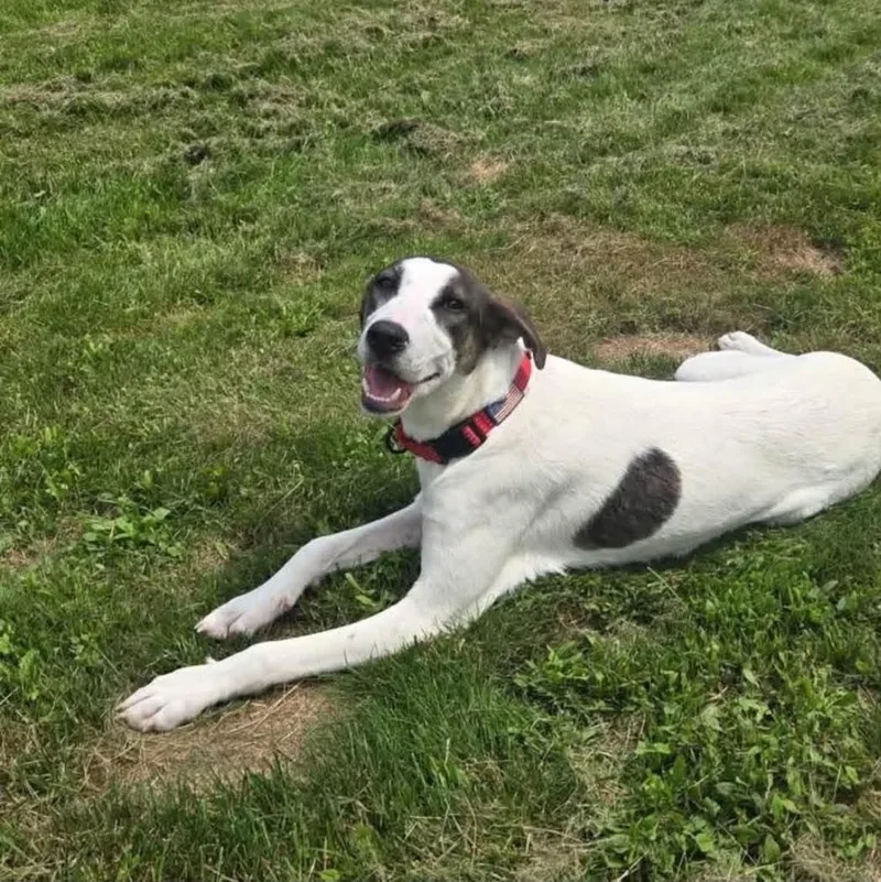A young medium-sized male Anatolian Shepherd dog named Elm for adoption in Woolwich, ME