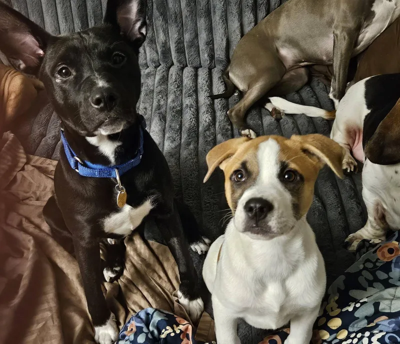 A young medium-sized male Pit Bull Terrier dog named Theo for adoption in Crown Point, IN