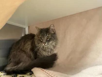 An adult medium-sized female Gray / Blue / Silver Domestic Long Hair cat named Gee Gee for adoption in Kansas City, MO