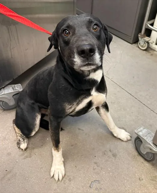 A young large-sized male German Shepherd Dog dog named Tushonka for adoption in Tucson, AZ