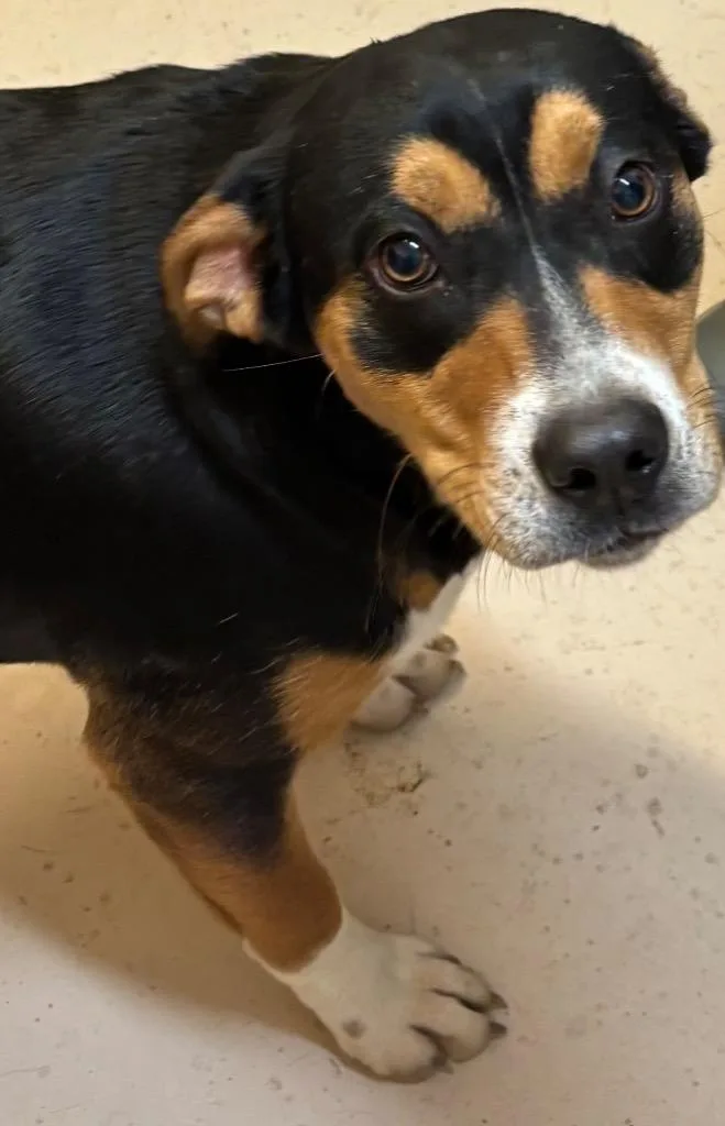 A baby large-sized female Bernese Mountain Dog dog named Breeze for adoption in Elizabethton, TN