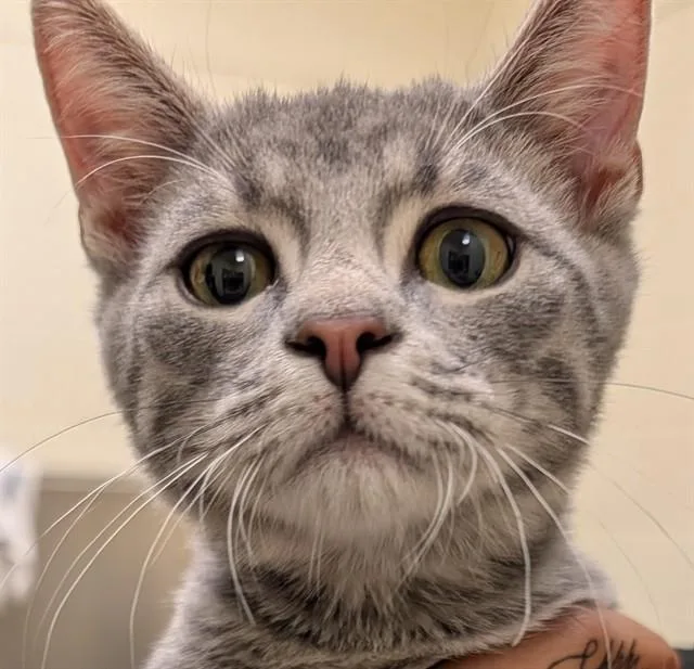 A baby small-sized male Domestic Short Hair cat named Jazzie for adoption in Lees Summit, MO