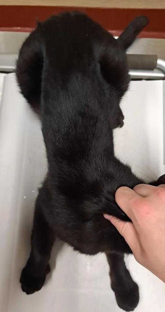 A young medium-sized female Domestic Short Hair cat named Eden for adoption in Douglasville, GA