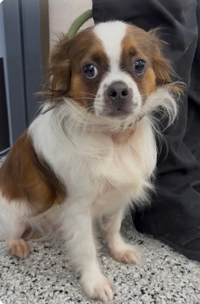 A young medium-sized male Cavalier King Charles Spaniel dog named Pug  Gambit~ for adoption in Columbia, TN