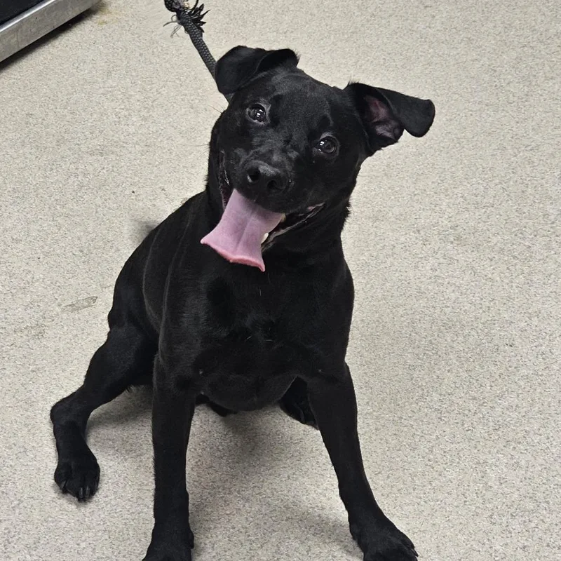 An adult medium-sized male Black Patterdale Terrier / Fell Terrier dog named Arlo for adoption in Evansville, IN