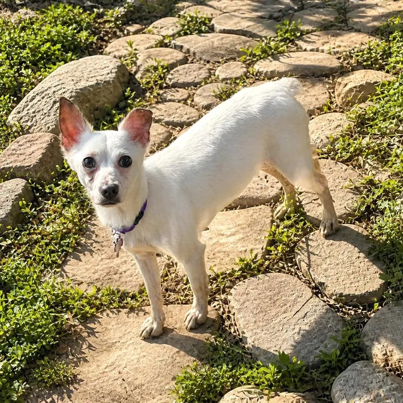 Babette