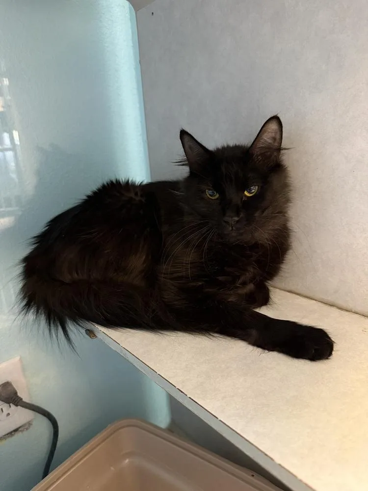A young small-sized female Black Domestic Long Hair cat named Nyx for adoption in Albuquerque, NM