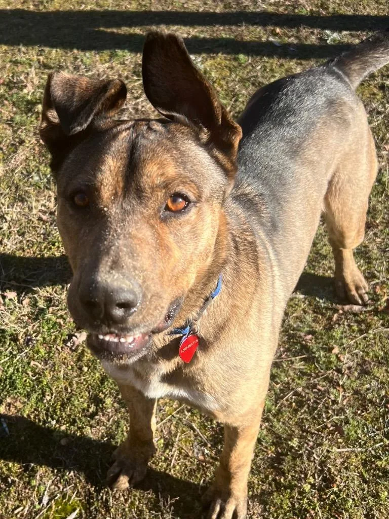 Scooby Doo thumbnail 2