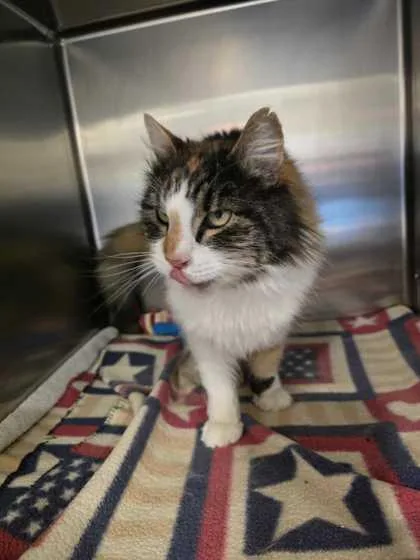 An adult medium-sized female Domestic Long Hair cat named Analisa for adoption in Ringoes, NJ