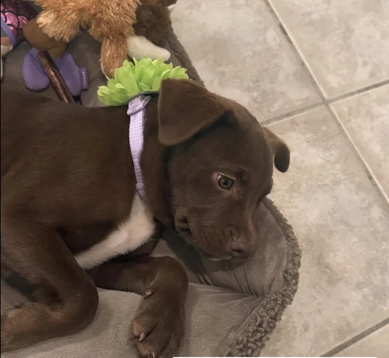 A baby medium-sized female Brown / Chocolate Labrador Retriever dog named Mocha for adoption in Commerce City, CO