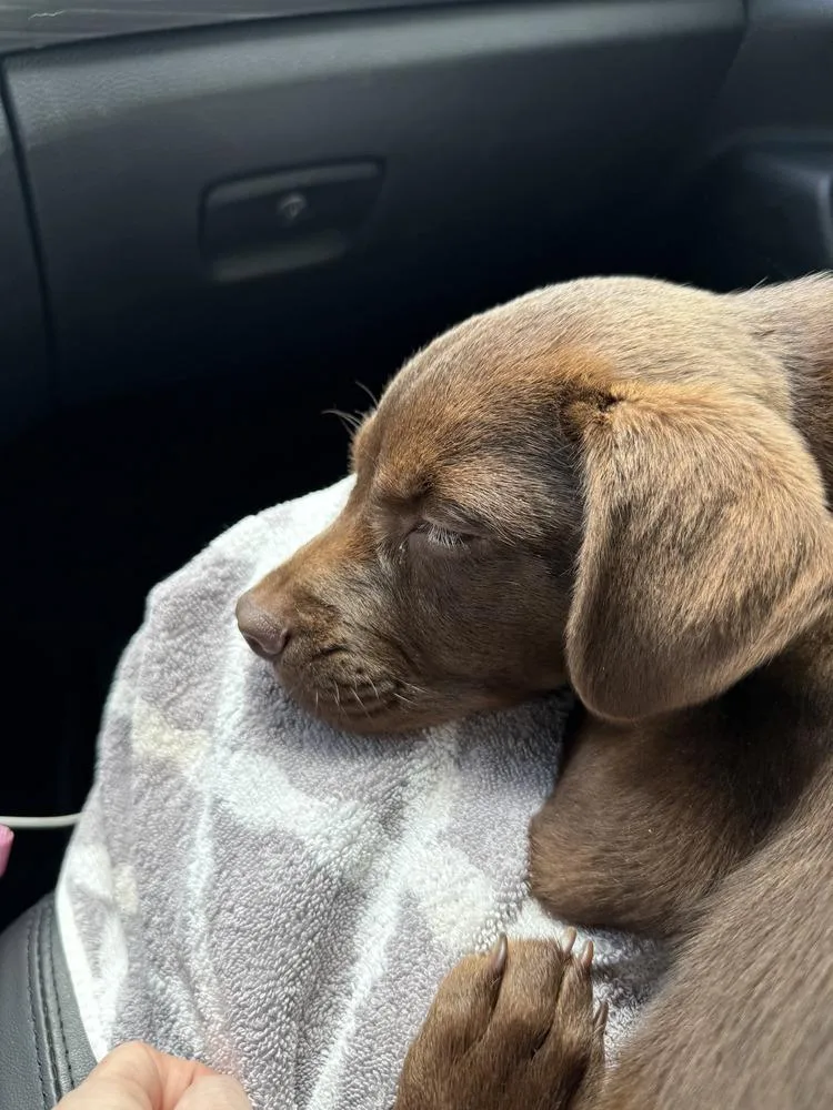 Mocha thumbnail 2