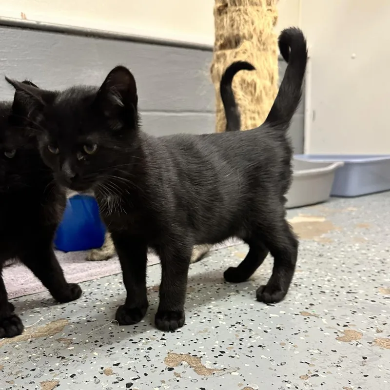 An adult large-sized male Black Domestic Short Hair cat named Mookie for adoption in Watertown, NY