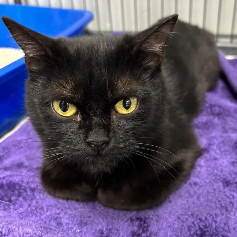 A young medium-sized female Black Domestic Short Hair cat named Snowball for adoption in Hamburg, NY