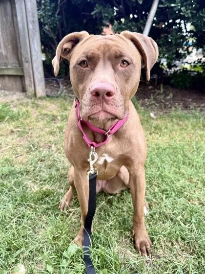 An adult medium-sized female Pit Bull Terrier dog named Priya for adoption in Washington, DC