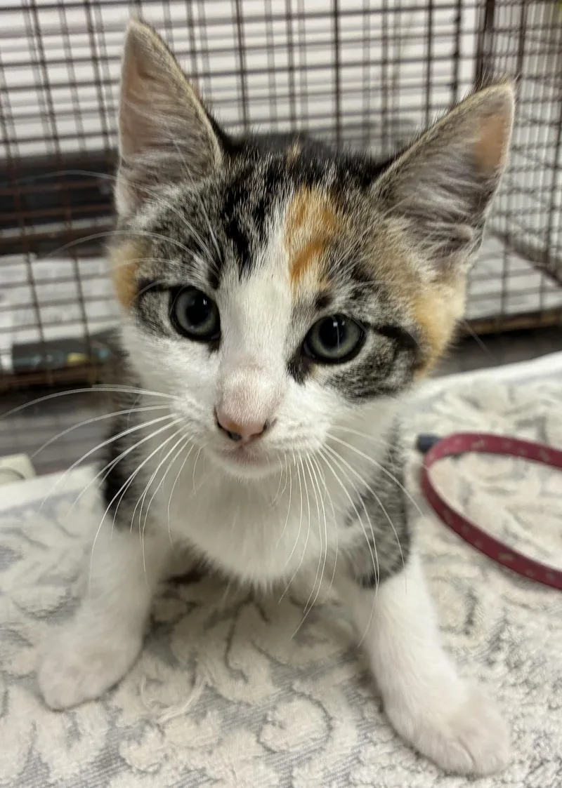 A baby small-sized female Domestic Short Hair cat named Eloise for adoption in Los Angeles, CA