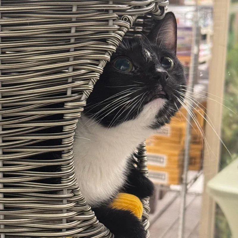 An adult small-sized female Black Domestic Short Hair cat named Star for adoption in Los Angeles, CA