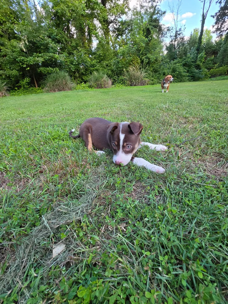 A baby medium-sized female Australian Shepherd dog named Pickles for adoption in Columbia, MD