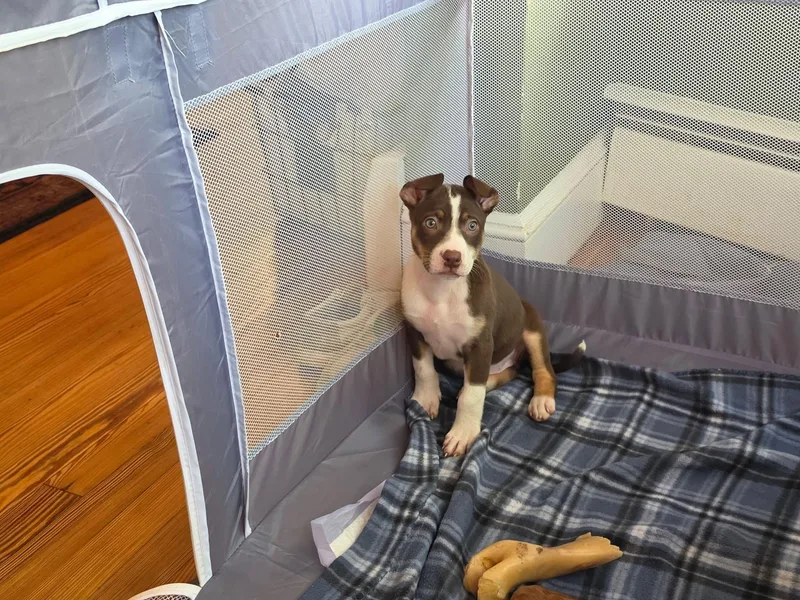 Pickles thumbnail 2
