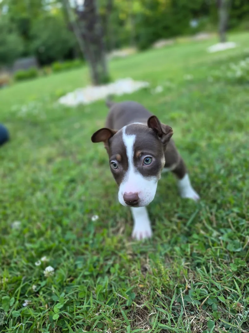 Pickles thumbnail 3