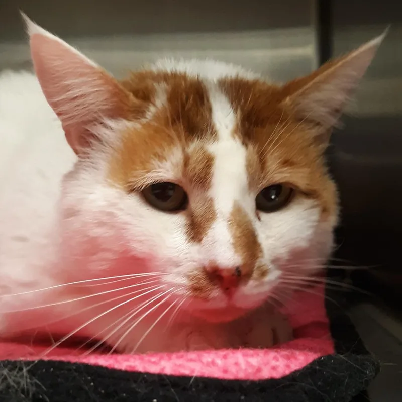 An adult large-sized male White Domestic Short Hair cat named Abe for adoption in Spokane, WA