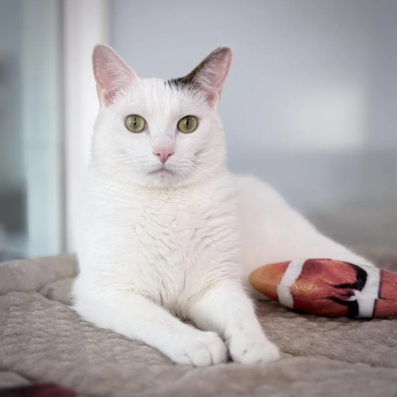 An adult large-sized male Domestic Short Hair cat named Pierre for adoption in Springfield, OR