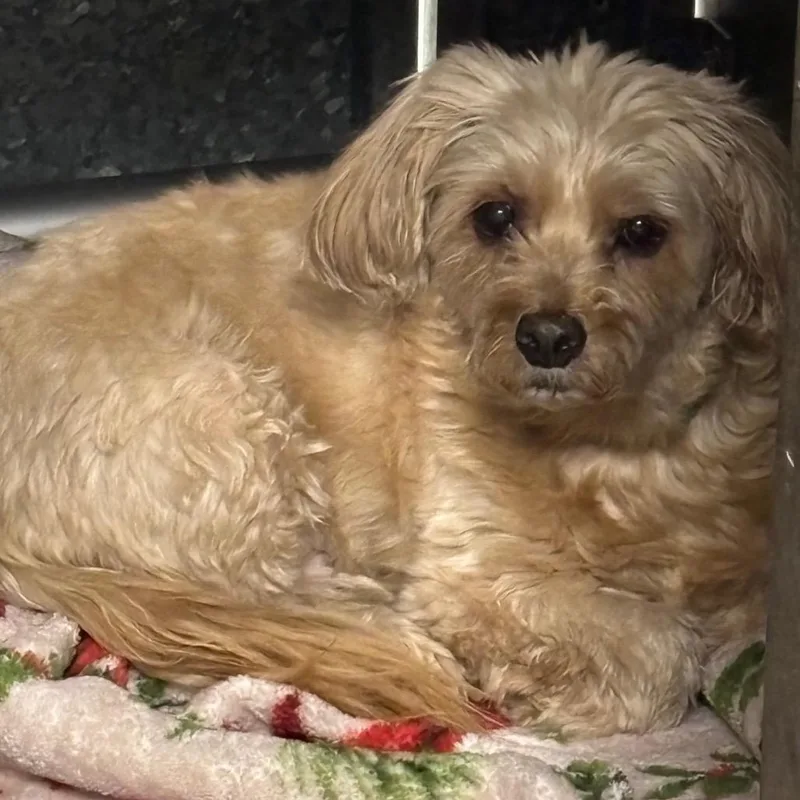 A senior small-sized male Bichon Frise dog named Sammy A for adoption in Mission Hills, CA