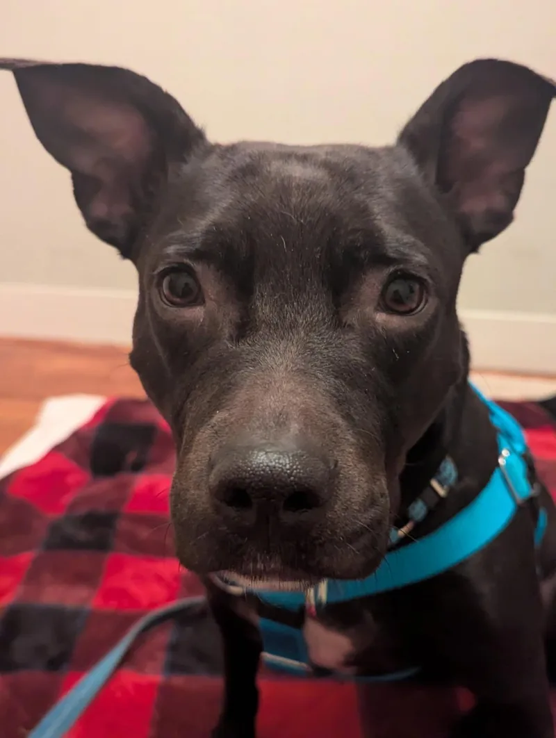 An adult medium-sized female Black Mixed Breed dog named Koda for adoption in Vassalboro, ME