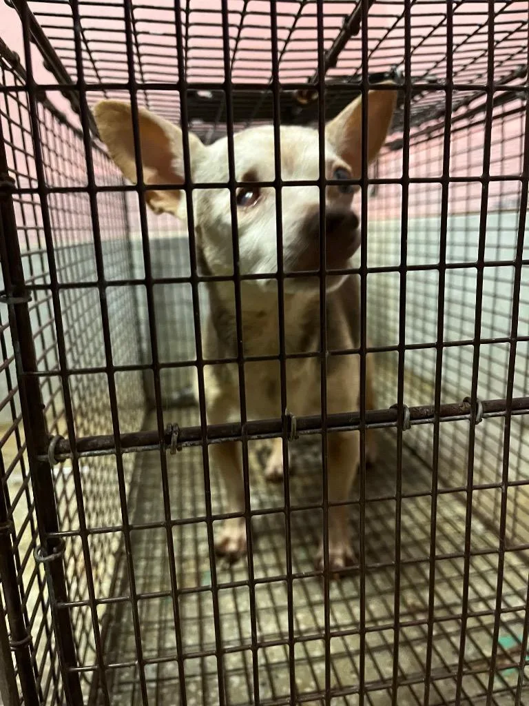 Perla
