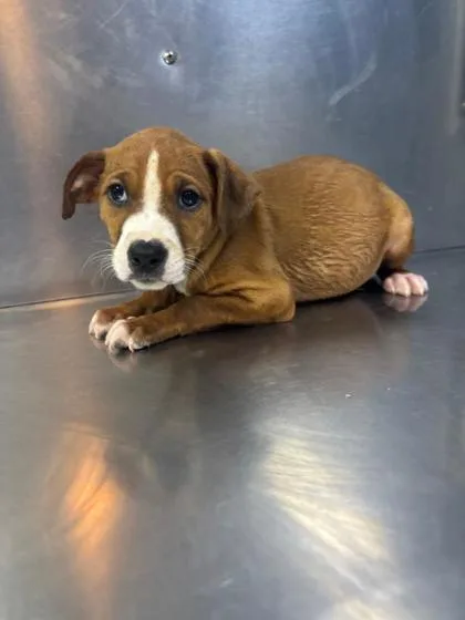 A baby medium-sized female Mixed Breed dog named Delta for adoption in West Chester, PA