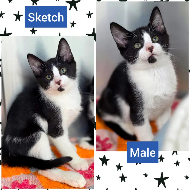 A baby medium-sized male Black & White / Tuxedo Domestic Short Hair cat named Sketch for adoption in Beaverton, OR