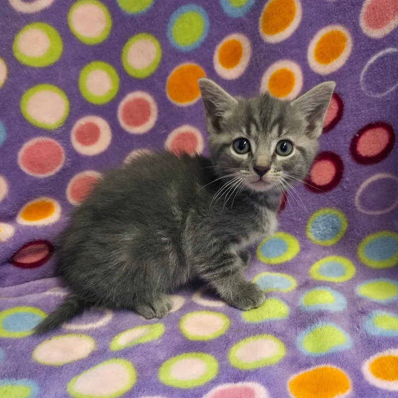 A baby small-sized female Gray / Blue / Silver Domestic Short Hair cat named Burgy for adoption in Mount Juliet, TN