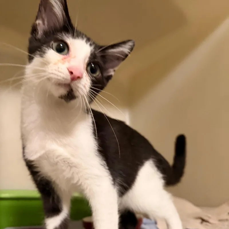 A baby small-sized female Black Domestic Short Hair cat named Mia for adoption in Richland, MI