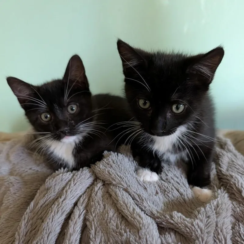A baby small-sized male Black & White / Tuxedo Domestic Short Hair cat named Boots Vierra for adoption in Morrison, CO