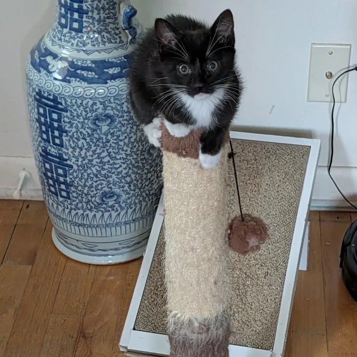 Boots Vierra thumbnail 2