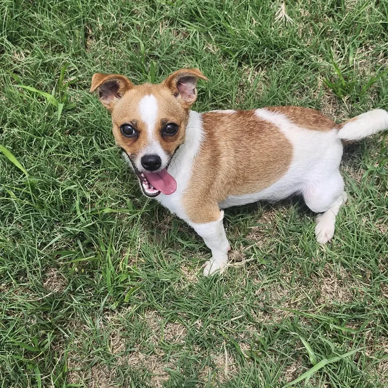 An adult small-sized female Red / Chestnut / Orange Jack Russell Terrier dog named Socca for adoption in Graham, TX