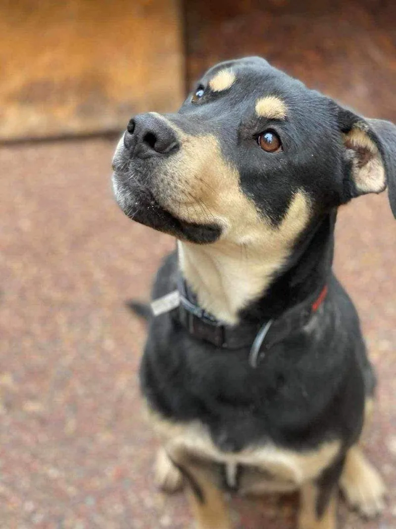 Buddymodesto  Ca Crosspost