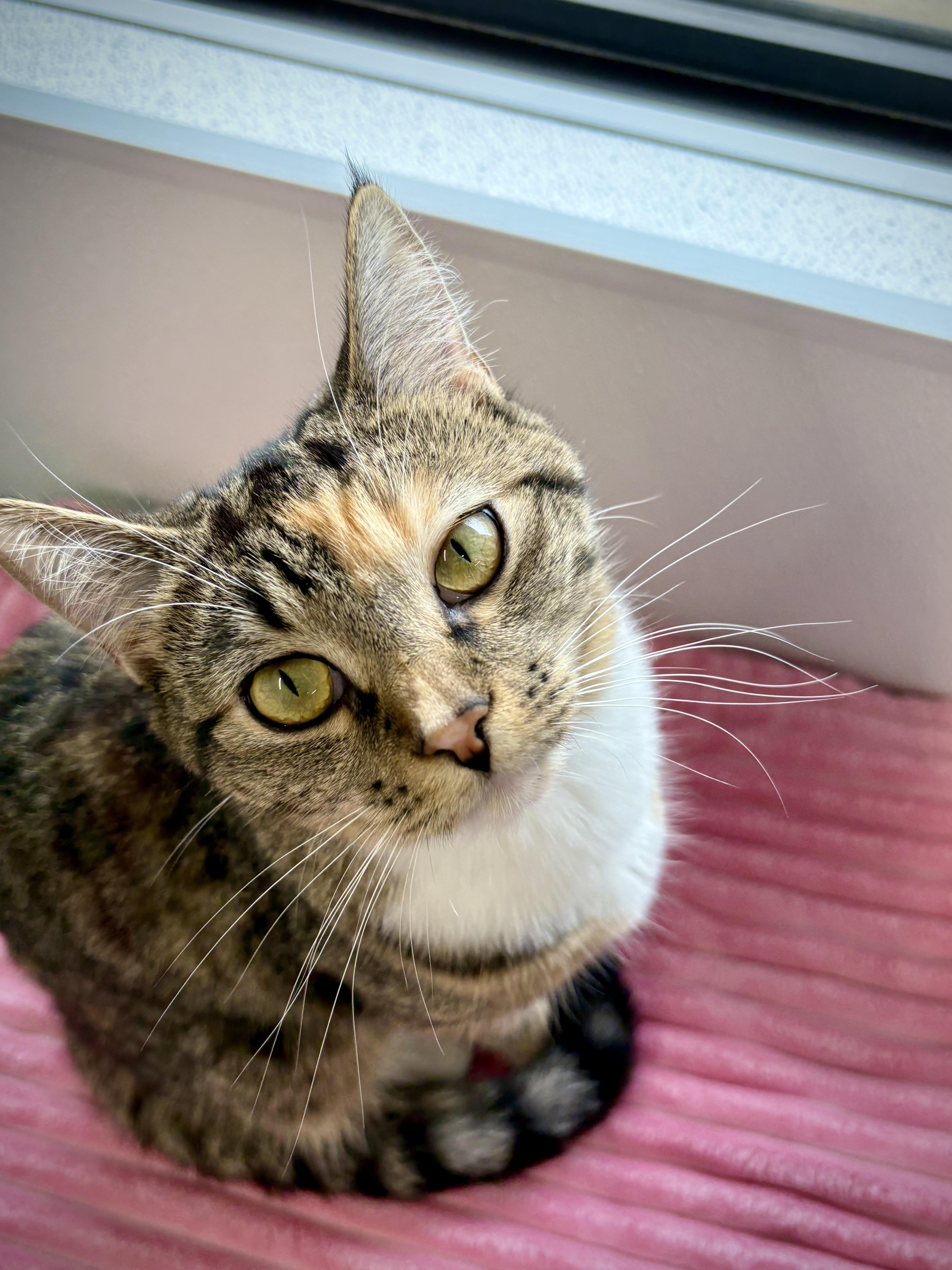 A baby medium-sized female Tabby (Brown / Chocolate) Domestic Short Hair cat named Margaret for adoption in Kalamazoo, MI