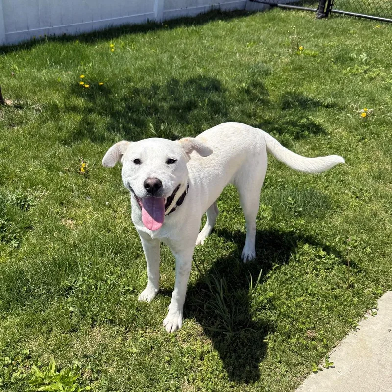 A young medium-sized male White / Cream Labrador Retriever dog named Brady for adoption in Branford, CT