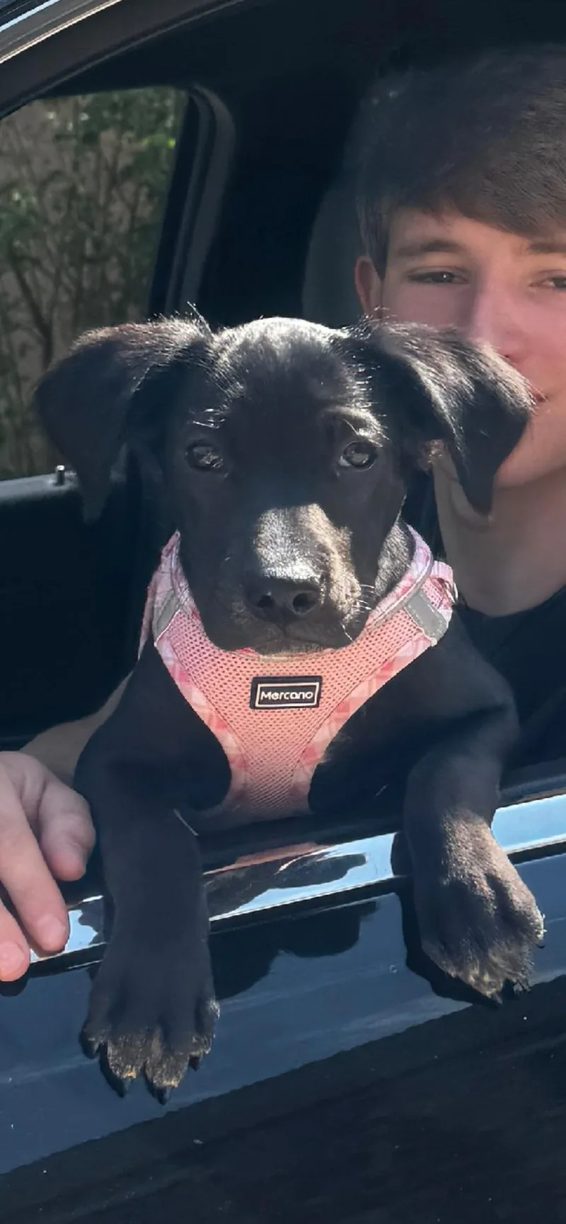 A baby medium-sized female Black Black Labrador Retriever dog named Beverly for adoption in Andover, MA